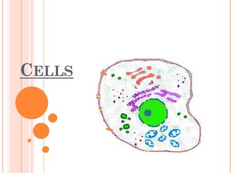 C ELLS. I. T HE CELL THEORY Schleiden and Schwann – 1838 1. All living things are made up of cells. (Unit of STRUCTURE) 2. The cell is the unit of FUNCTION.