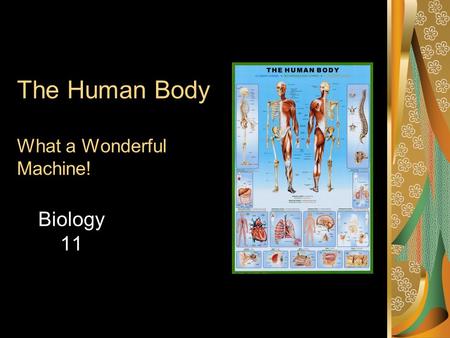 The Human Body What a Wonderful Machine! Biology 11.