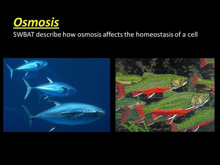 Osmosis SWBAT describe how osmosis affects the homeostasis of a cell.