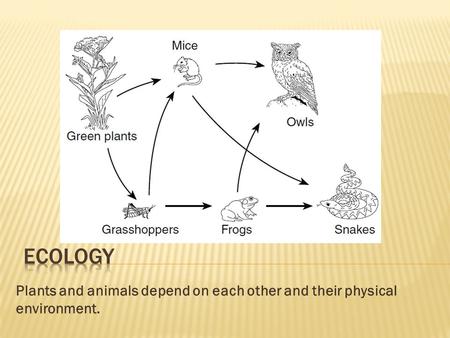 Ecology Plants and animals depend on each other and their physical environment.