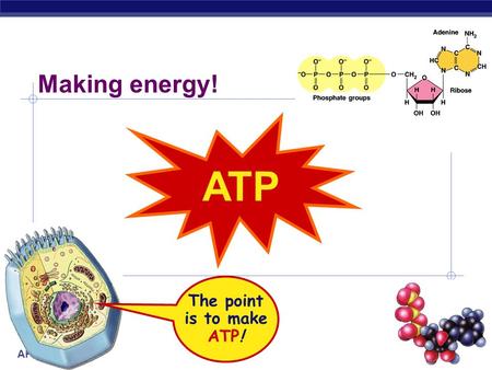 AP Biology 2008-2009 ATP Making energy! The point is to make ATP!