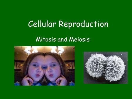Cellular Reproduction Mitosis and Meiosis. Cellular Reproduction All organisms grow –From 1  billions of cells –They divide from one to two cells Parent.