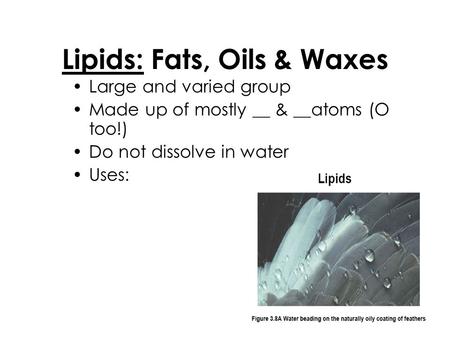 Lipids: Fats, Oils & Waxes
