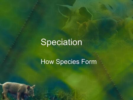 Speciation How Species Form. Species How are new species defined? Used to be on basis of structure These are different species: –Top: Grevy’s zebra (endangered)
