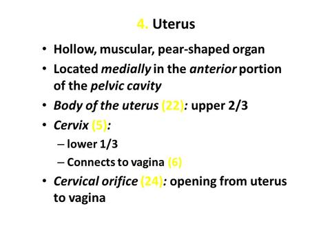 4. Uterus Hollow, muscular, pear-shaped organ Located medially in the anterior portion of the pelvic cavity Body of the uterus (22): upper 2/3 Cervix (5):