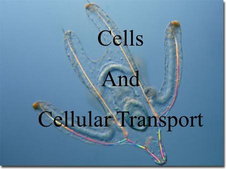 Cells And Cellular Transport Where does the name “cell” come from? “Cells” were named by Englishman Robert Hooke in 1665. He observed that cork wood.
