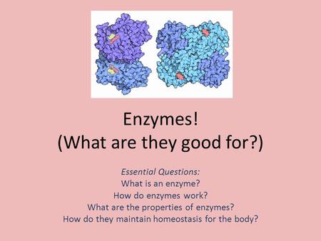 Enzymes! (What are they good for?) Essential Questions: What is an enzyme? How do enzymes work? What are the properties of enzymes? How do they maintain.