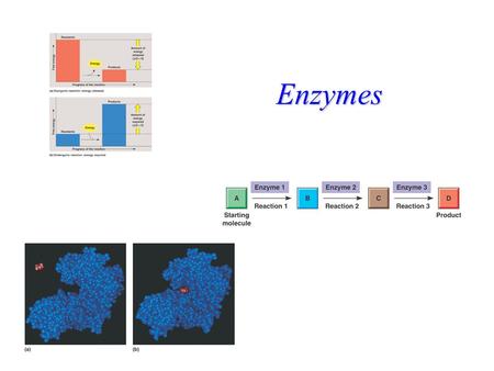 Enzymes Review of Reaction Terms  G = (Free Energy of Products) - (Free Energy of Reactants)