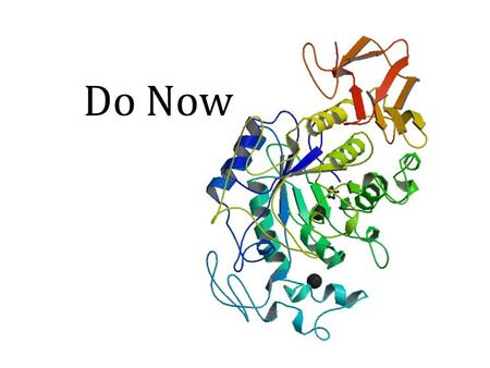 Do Now. Do Now Answers N C L L C N C A P P Enzymes Proteins that catalyzes a chemical reaction.