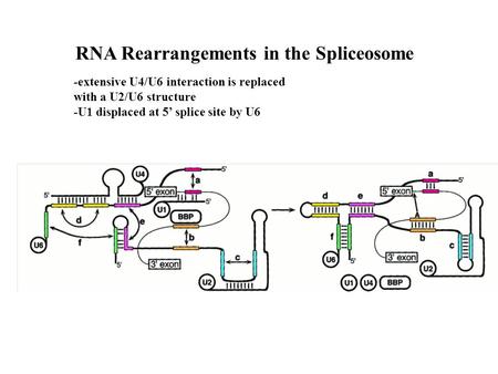 RNA Rearrangements in the Spliceosome