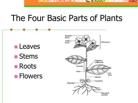 The Four Basic Parts of Plants Leaves Stems Roots Flowers.