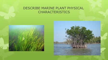DESCRIBE MARINE PLANT PHYSICAL CHARACTERISTICS. INSTRUCTIONAL OBJECTIVES  1. Identify adaptations of marine plants.  2. Describe the habitats of marine.