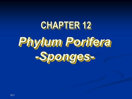 12-1 CHAPTER 12 Phylum Porifera -Sponges- -Sponges-