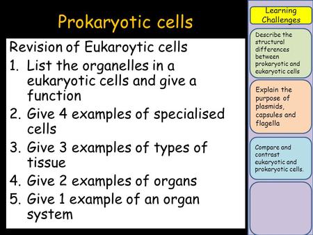 Learning Challenges Describe the structural differences between prokaryotic and eukaryotic cells Explain the purpose of plasmids, capsules and flagella.