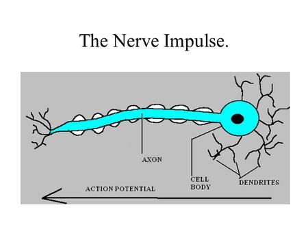 The Nerve Impulse.. The Neuron at Rest The plasma membrane of neurons contains many active Na-K-ATPase pumps. These pumps shuttle Na+ out of the neuron.