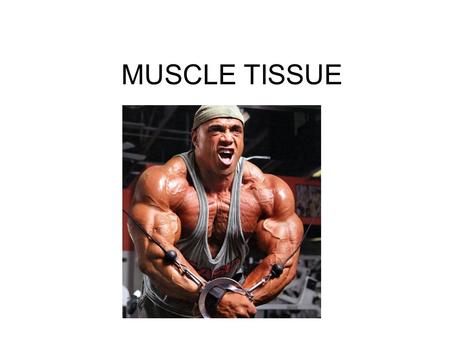 MUSCLE TISSUE. Muscle Tissue If it contracts, it's muscle: Muscle tissue is categorized on the basis of a functional property: the ability of its cells.