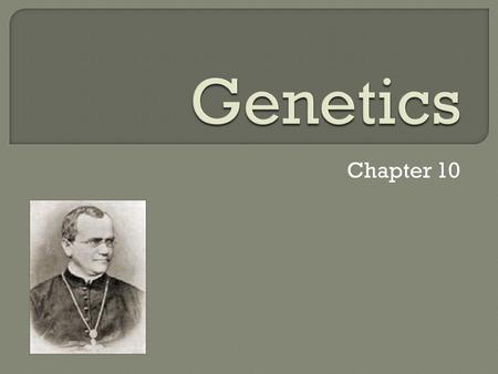 Chapter 10.  Father of genetics – the branch of biology that studies heredity.  Mendel did his experiments on pea plants.