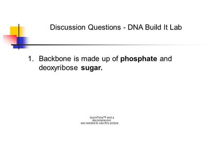 Discussion Questions - DNA Build It Lab 1.Backbone is made up of phosphate and deoxyribose sugar.