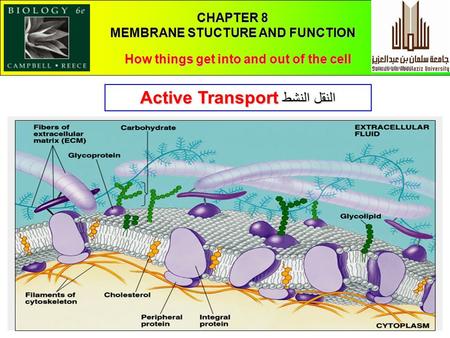 1 CHAPTER 8 MEMBRANE STUCTURE AND FUNCTION How things get into and out of the cell Active Transport النقل النشط.