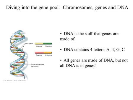 Diving into the gene pool: Chromosomes, genes and DNA