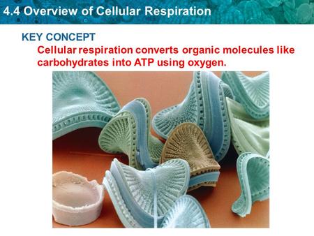 4.4 Overview of Cellular Respiration KEY CONCEPT Cellular respiration converts organic molecules like carbohydrates into ATP using oxygen.