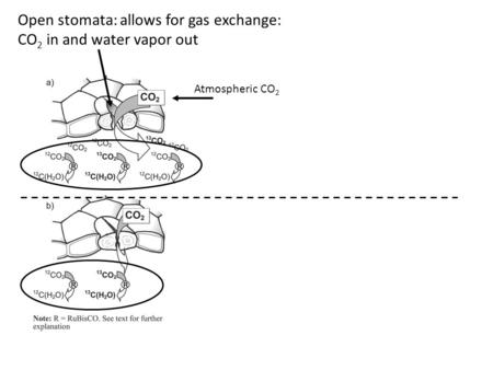 Open stomata: allows for gas exchange: CO 2 in and water vapor out Atmospheric CO 2.