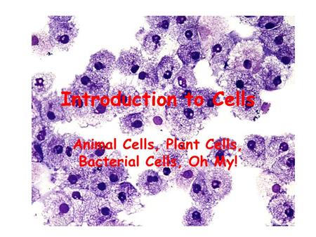 Introduction to Cells Animal Cells, Plant Cells, Bacterial Cells, Oh My!