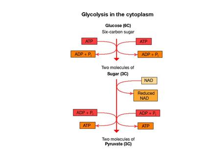 reacts with… to produce… which is oxidised… producing… and… to make… This is called…glycolysisand it happens in the…cytoplasm 2 molecules of…