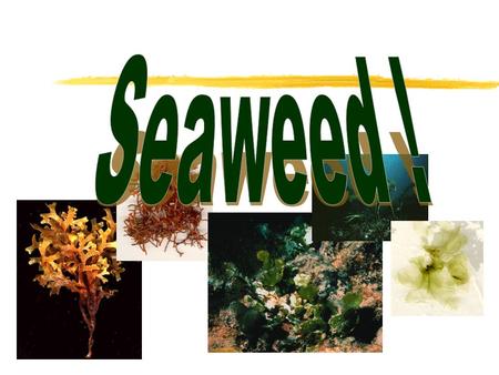 What is seaweed? zMulticellular algae zKingdom Protista zPrimary producers zchlorophyll to transform light energy from the sun into chemical energy.