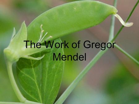 The Work of Gregor Mendel. Genetics Heredity – transmission of traits from one generation to the next Genetics – study of heredity.