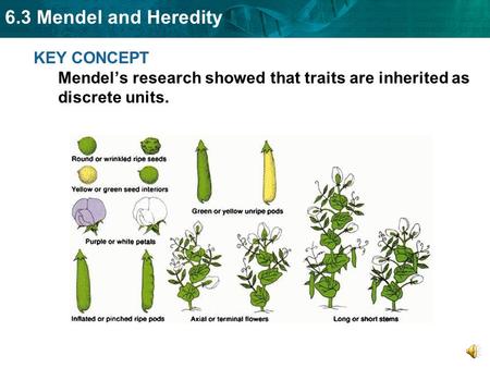 6.3 Mendel and Heredity KEY CONCEPT Mendel’s research showed that traits are inherited as discrete units.