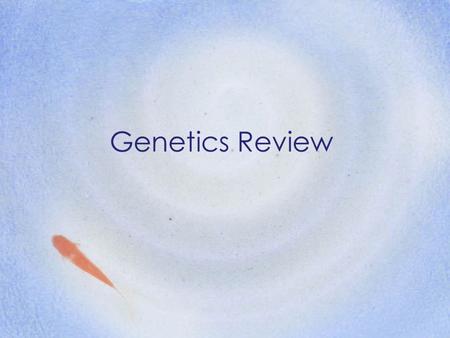 Genetics Review. Who established modern Genetics? (aka Father of Genetics) Gregor Mendel.