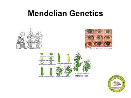 Mendelian Genetics. Objectives SWBAT explain the key terminology used in Mendelian Genetics. SWBAT apply the principles of Mendelian Genetics to solve.