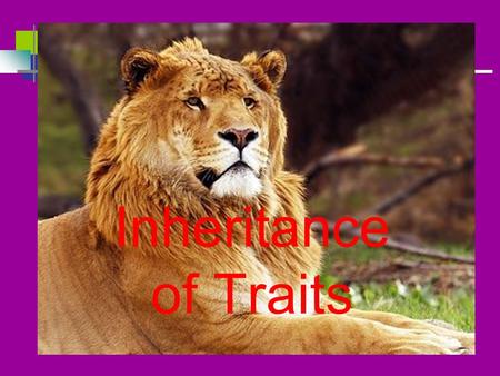 Inheritance of Traits.