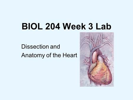 BIOL 204 Week 3 Lab Dissection and Anatomy of the Heart.