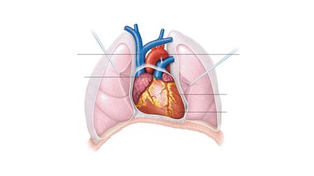 Superior vena cava Aorta Pulmonary trunk Pericardium (cut) Apex of heart.