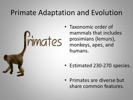 Primate Adaptation and Evolution Taxonomic order of mammals that includes prosimians (lemurs), monkeys, apes, and humans. Estimated 230-270 species. Primates.