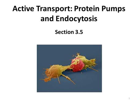 Active Transport: Protein Pumps and Endocytosis
