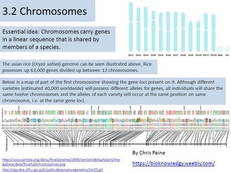 3.2 Chromosomes Essential idea: Chromosomes carry genes in a linear sequence that is shared by members of a species. The asian rice (Oryza sativa) genome.