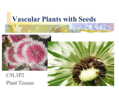 Vascular Plants with Seeds C9L3P2 Plant Tissues. tissue a group of similar cells working together to perform a particular function.