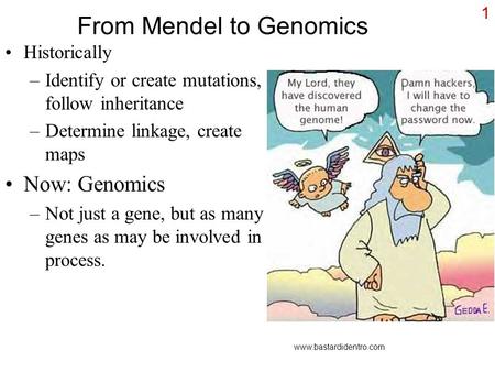 1 From Mendel to Genomics Historically –Identify or create mutations, follow inheritance –Determine linkage, create maps Now: Genomics –Not just a gene,