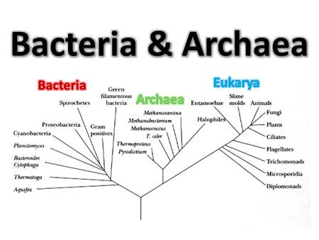 Bacteria & Archaea Eukarya Bacteria Archaea.