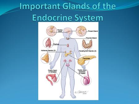 Important Glands of the Endocrine System