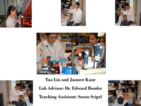 Tao Lin and Jasneet Kaur Lab Advisor: Dr. Edward Bonder Teaching Assistant: Susan Seipel.
