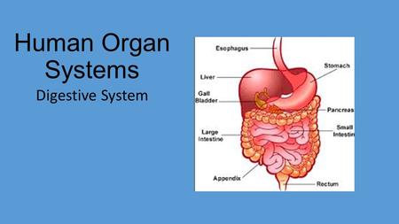 Human Organ Systems Digestive System. Function of Digestive System 1. The breaking down of food into substances the body can use 2. Two kinds of digestion: