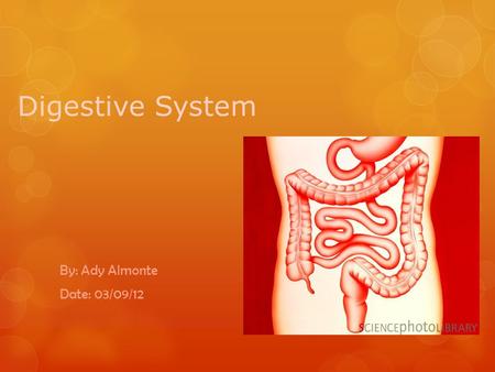 Digestive System By: Ady Almonte Date: 03/09/12. Function of the Digestive System  The digestive system consists of the digestive tract and glands that.
