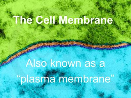 The Cell Membrane Also known as a “plasma membrane”
