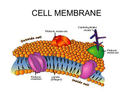 CELL MEMBRANE.