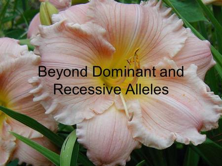 Beyond Dominant and Recessive Alleles. There are important exceptions to Mendel’s discoveries Not all genes show simple patterns of dominant and recessive.