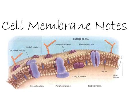 Cell Membrane Notes. Make up of the Cell Membrane Phospholipid bilayer - Two layers of charged lipids face each other, Only small particles with no charge.